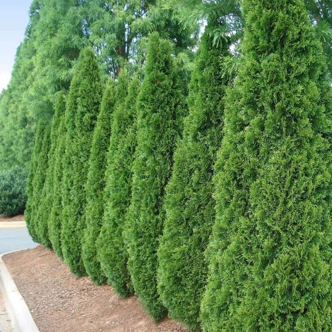 Thuja 'Emerald Green'