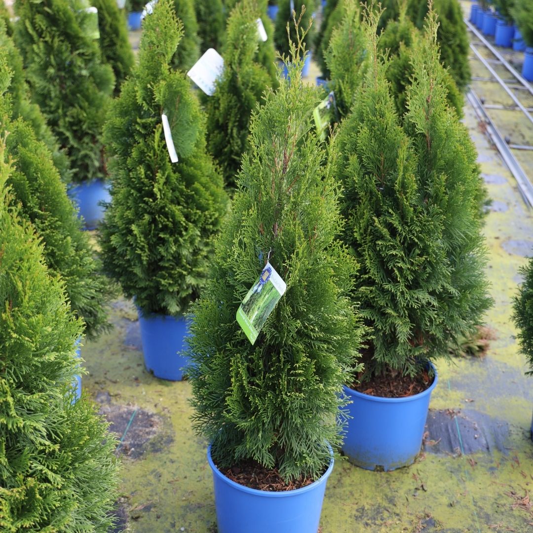 Thuja 'Emerald Green'