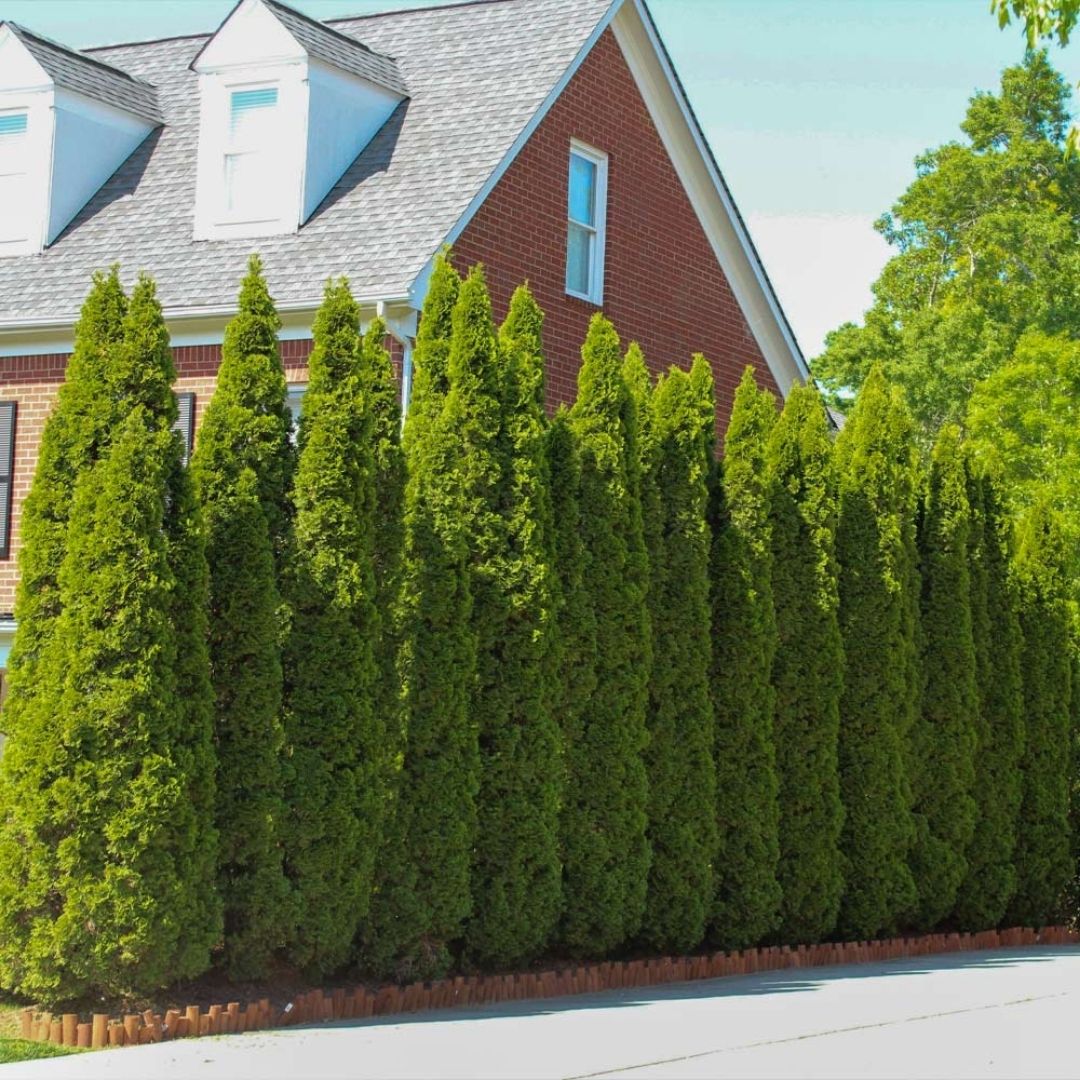 Thuja 'Emerald Green'