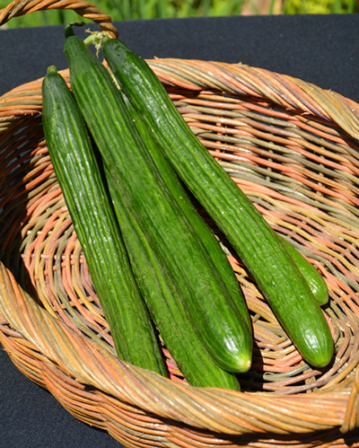 Wok Stars™ - Cucumber - Tasty Jade