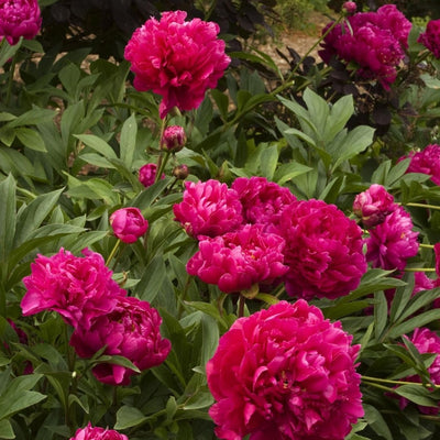 Peony Karl Rosenfield #2