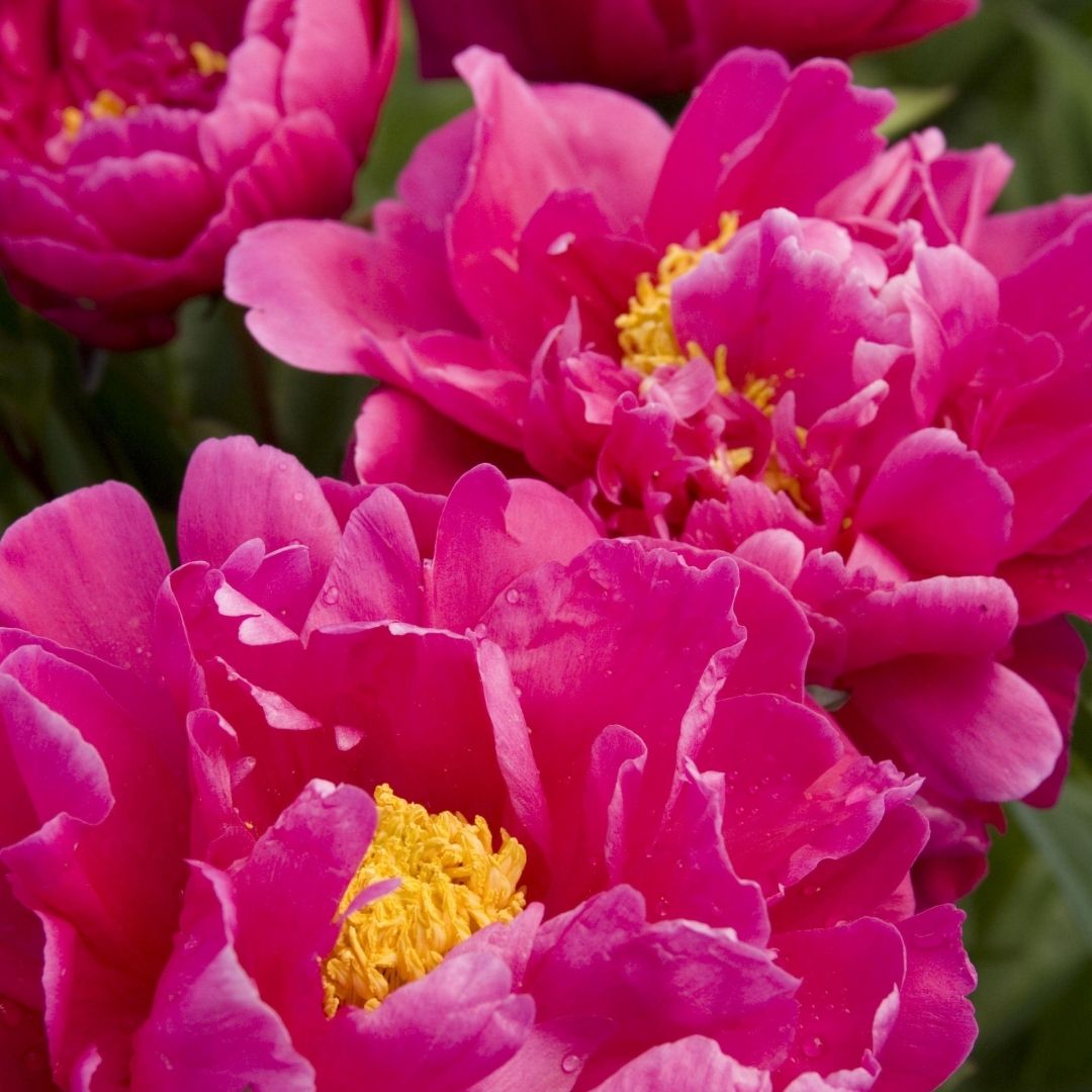 Peony Karl Rosenfield #2