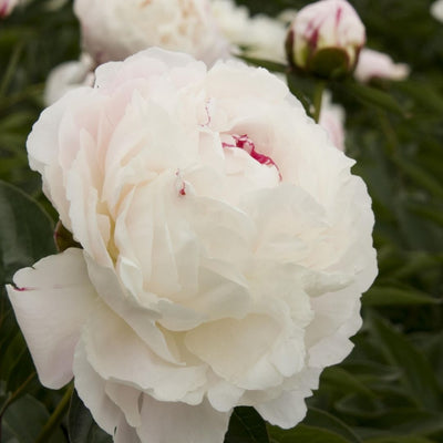 Peony Shirley Temple #2