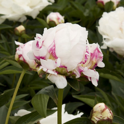 Peony Shirley Temple #2