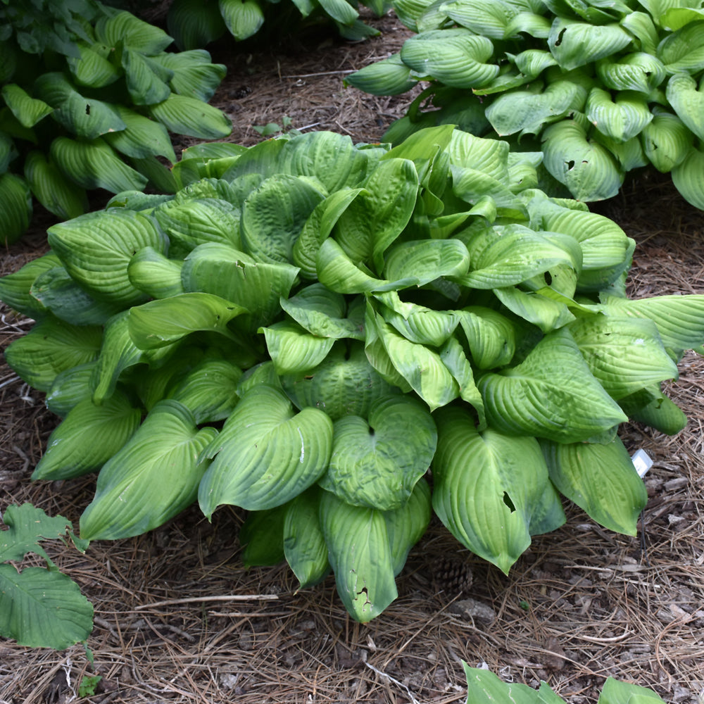 Hosta 'Guacamole'