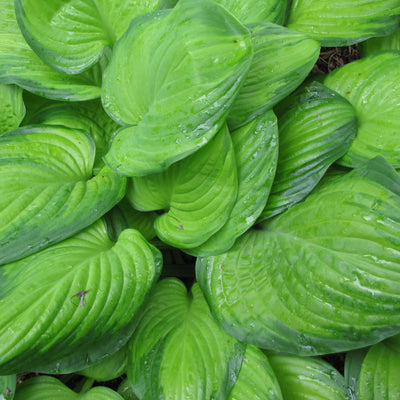 Hosta 'Guacamole'