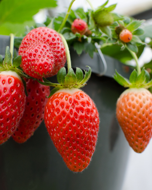 FRUIT - Strawberry - Berries Galore