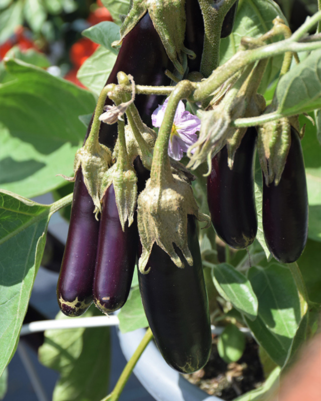 VEG - Eggplant - Hansel