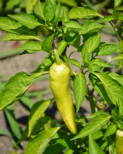 VEG - Pepper - Hungarian Hot Wax