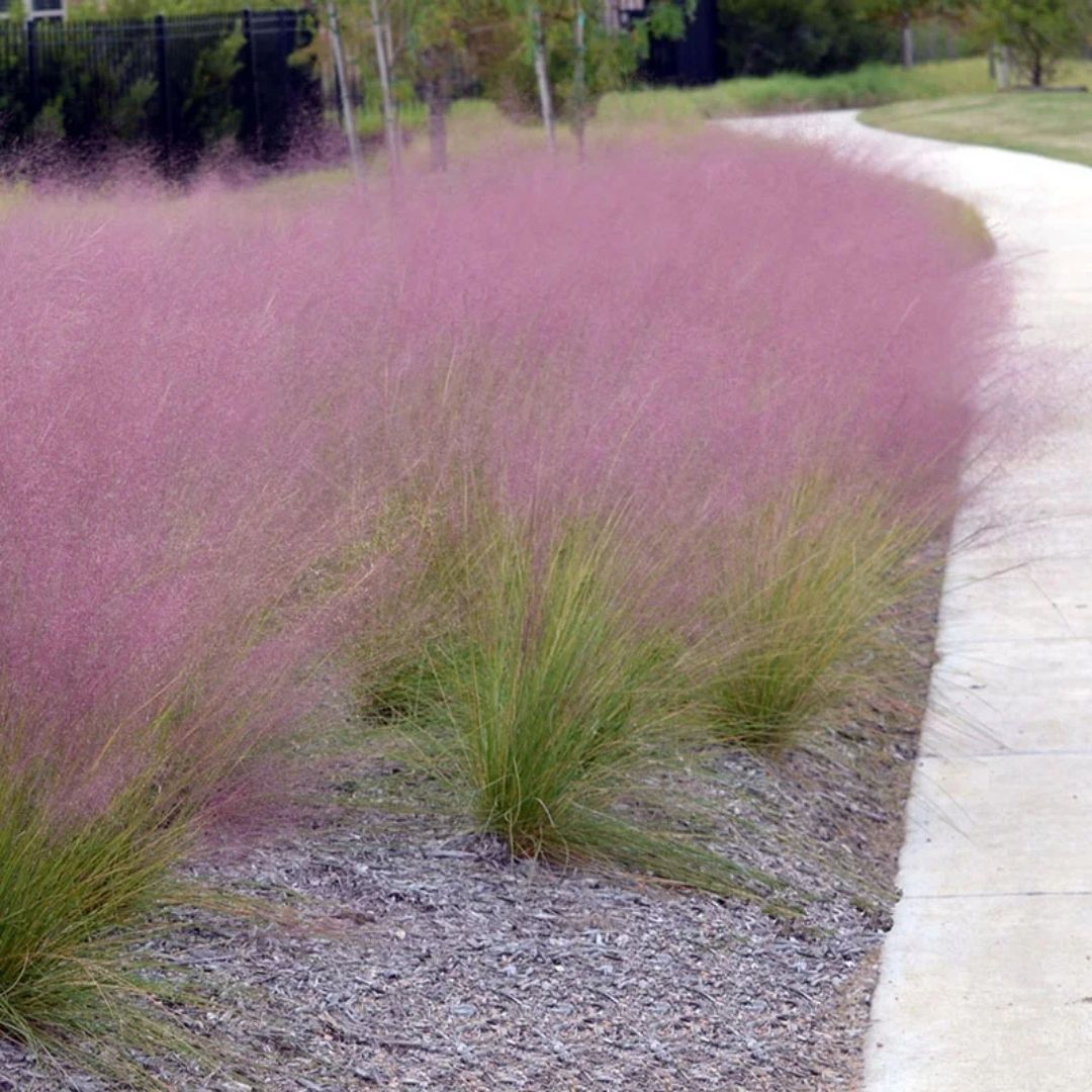 Grass - Muhlenbergia capillaris (Pink Muhly) *TB*