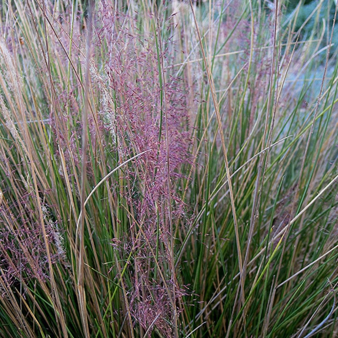 Grass - Muhlenbergia capillaris (Pink Muhly) *TB*