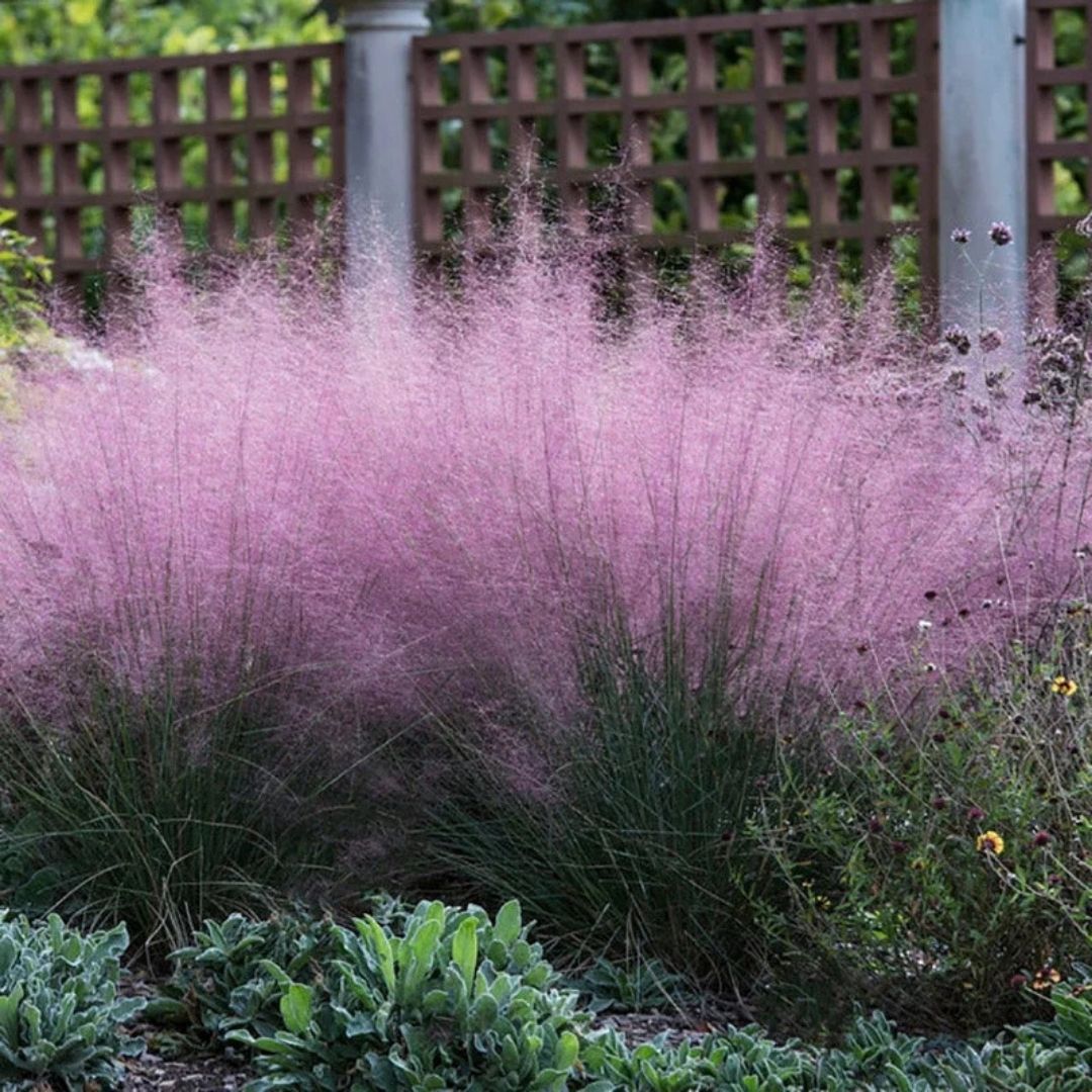 Grass - Muhlenbergia capillaris (Pink Muhly) *TB*