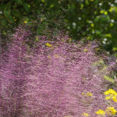 Grass - Muhlenbergia capillaris (Pink Muhly) *TB*