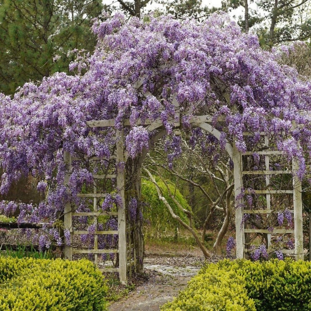 VINE - Wisteria 'Amethyst Falls'