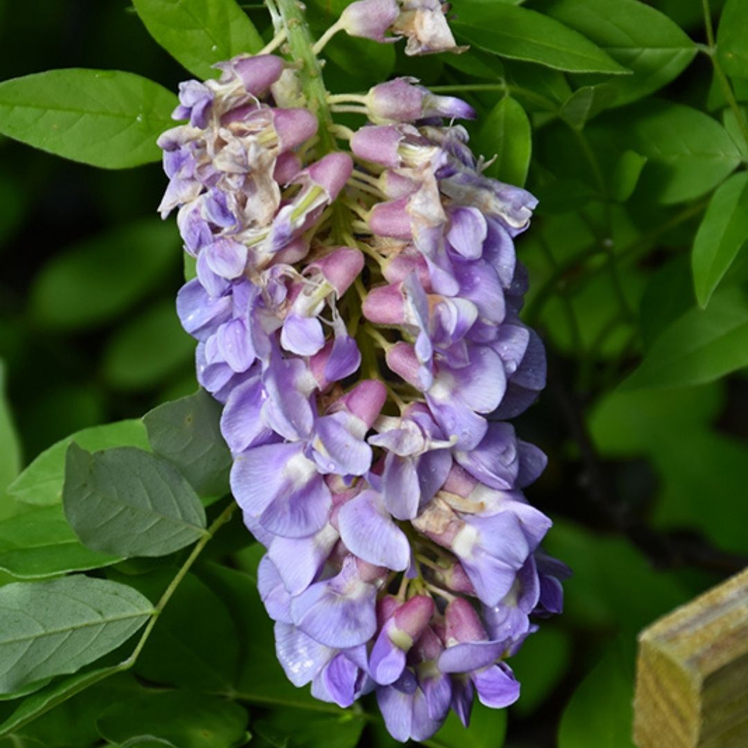 VINE - Wisteria 'Amethyst Falls'