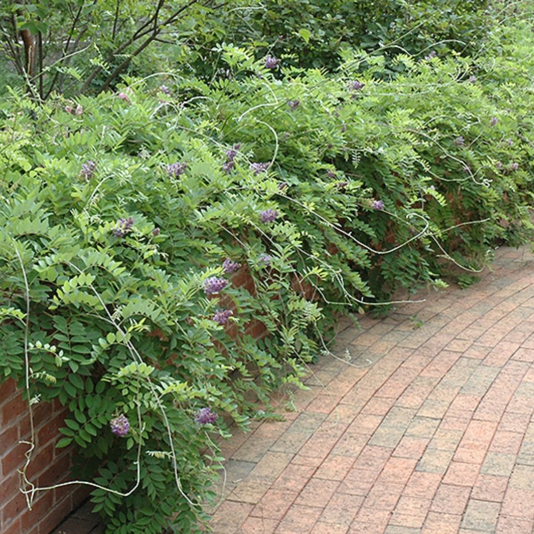 VINE - Wisteria 'Amethyst Falls'