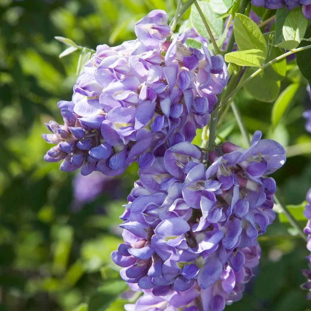 VINE - Wisteria 'Amethyst Falls'