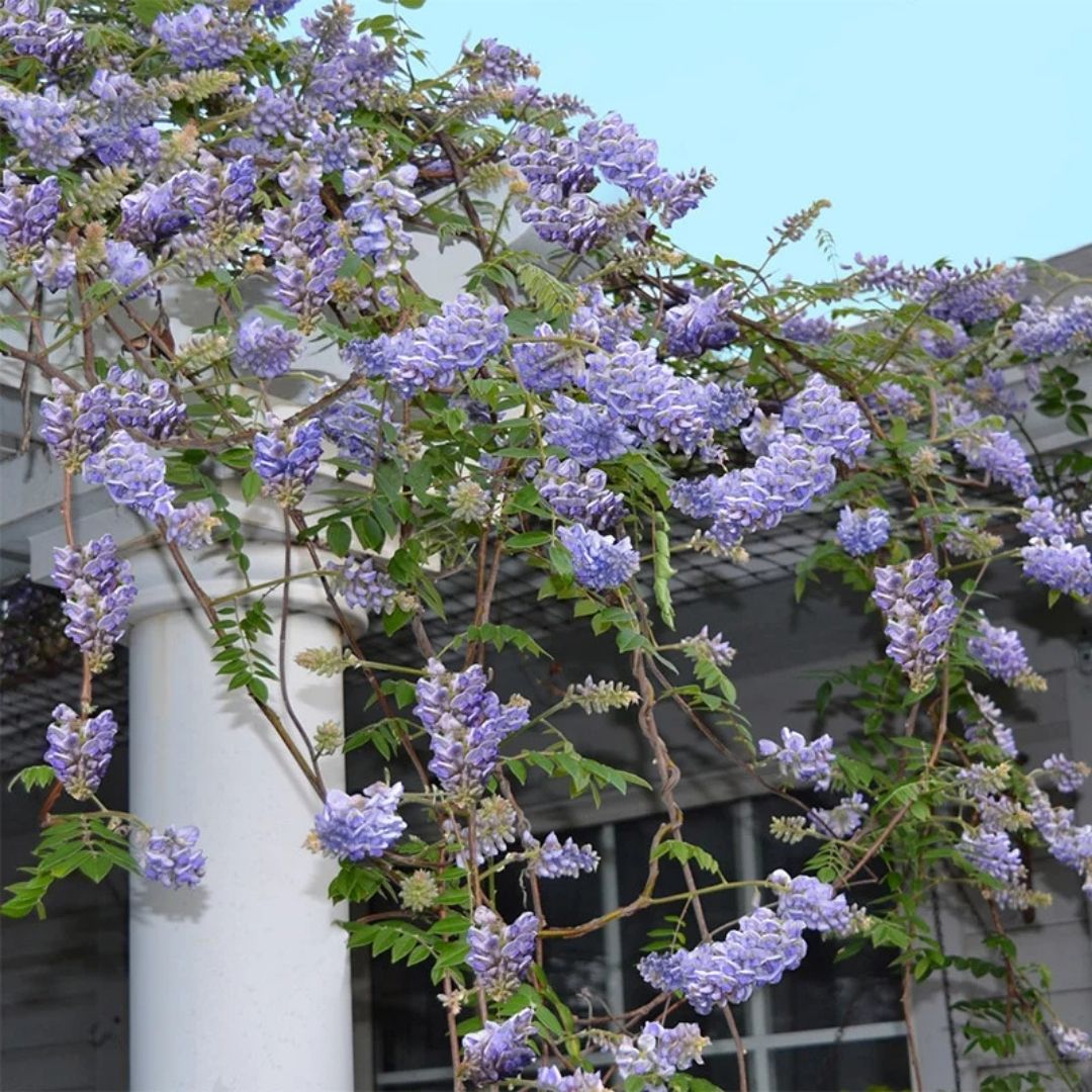 VINE - Wisteria 'Amethyst Falls'