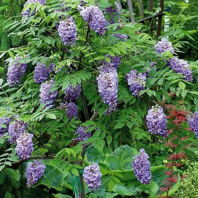 VINE - Wisteria 'Amethyst Falls'