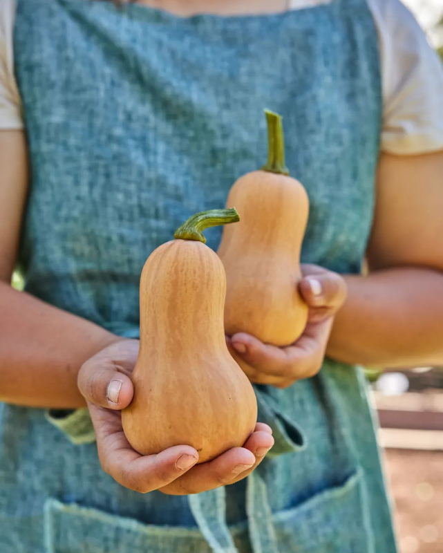 VEG - Squash - Butterbaby