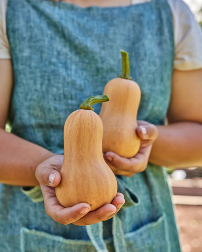 VEG - Squash - Butterbaby