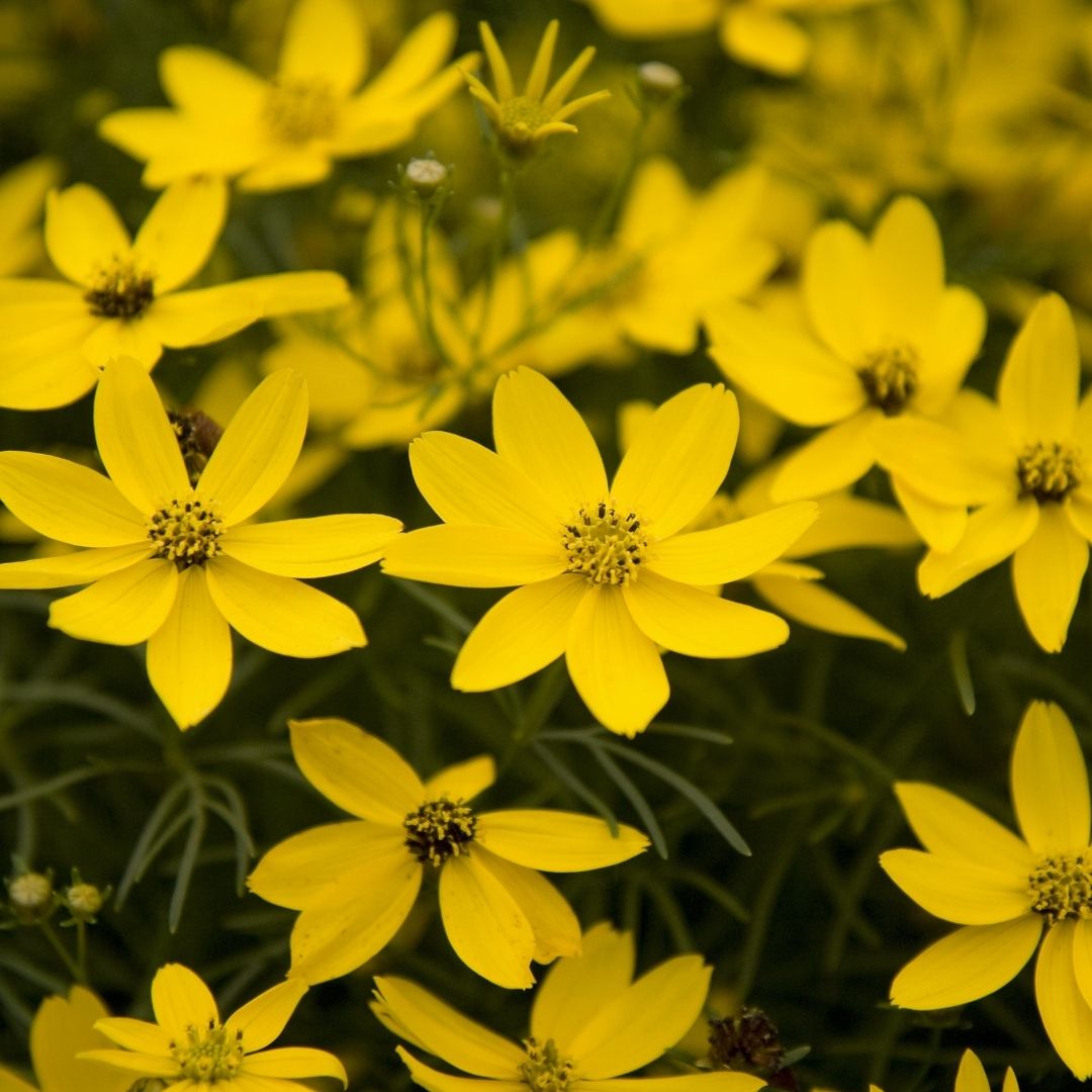 Coreopsis 'Zagreb'