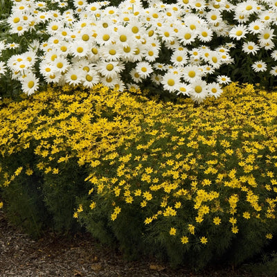 Coreopsis 'Zagreb'