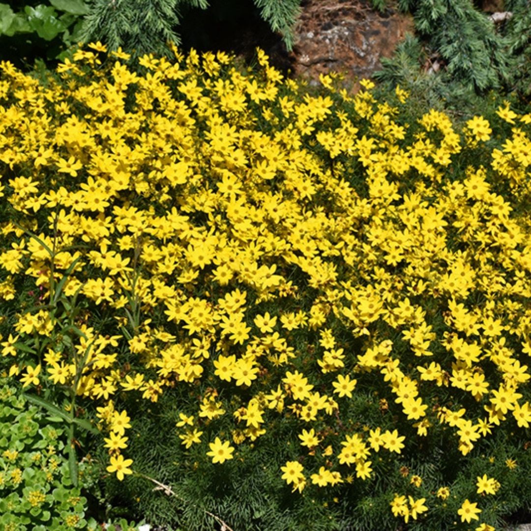 Coreopsis 'Zagreb'