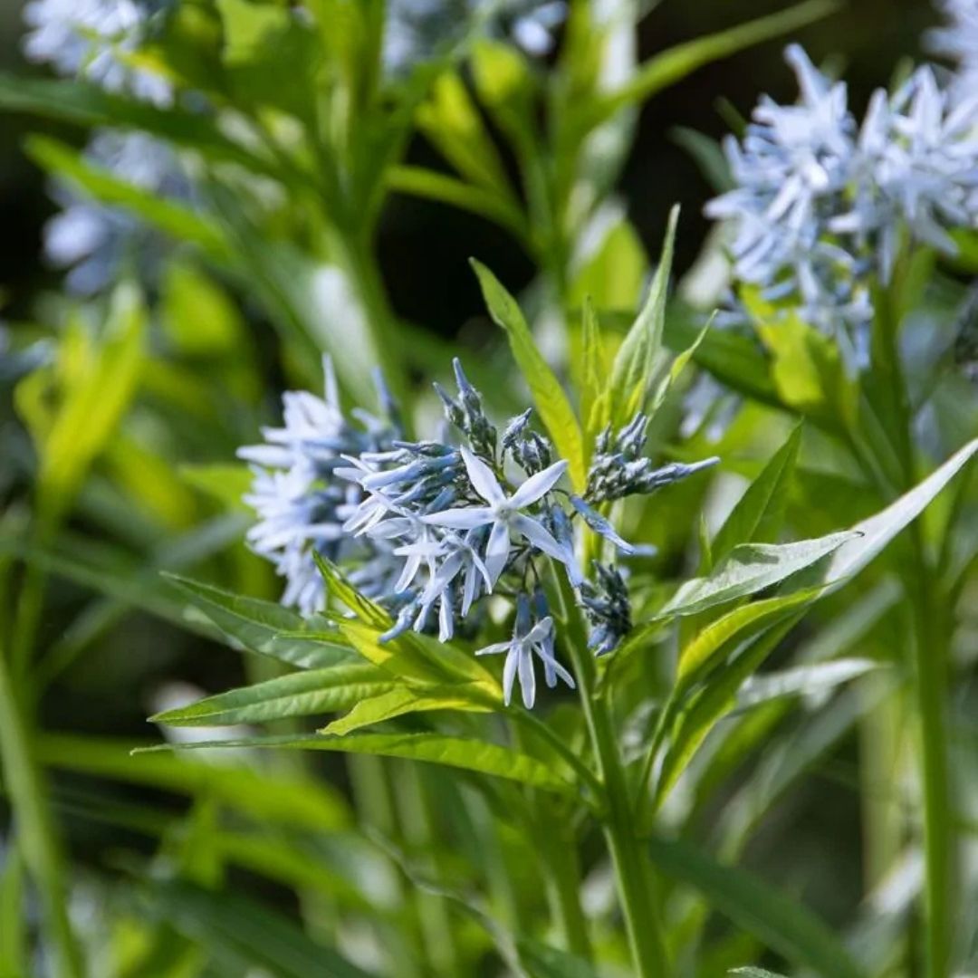 Amsonia hubrichtii (Threadleaf Blue Star) *TB*