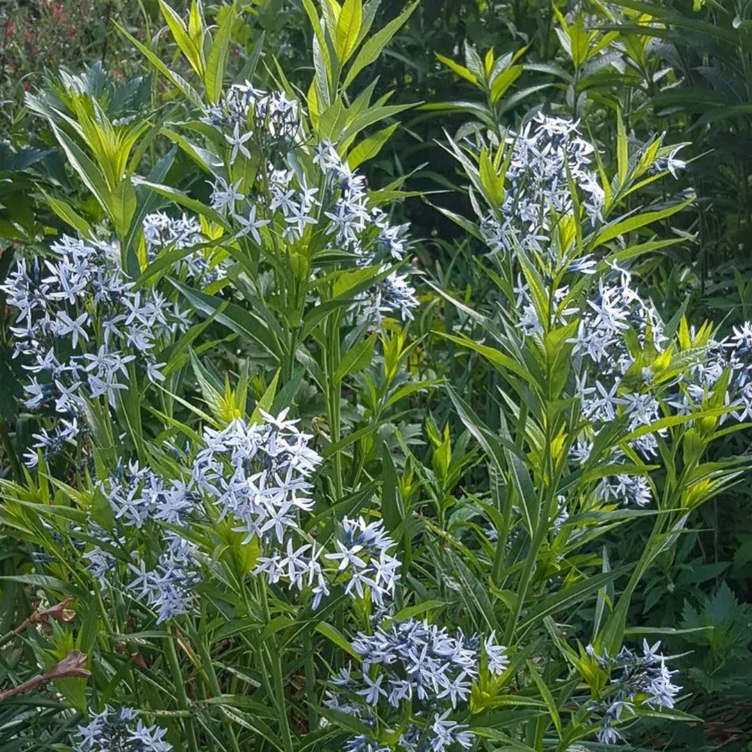 Amsonia hubrichtii (Threadleaf Blue Star) *TB*