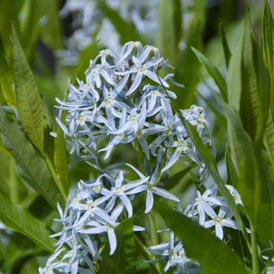 Amsonia hubrichtii (Threadleaf Blue Star) *TB*