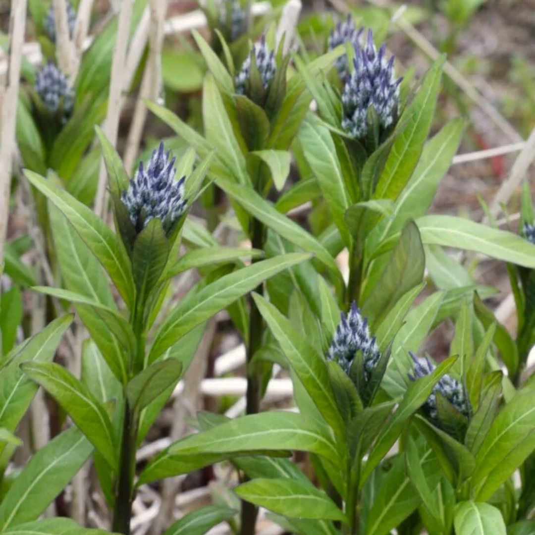 Amsonia hubrichtii (Threadleaf Blue Star) *TB*