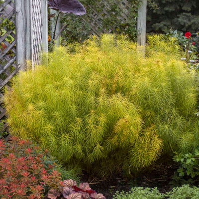 Amsonia hubrichtii (Threadleaf Blue Star) *TB*