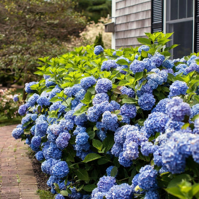 Hydrangea mac. Endless Summer®