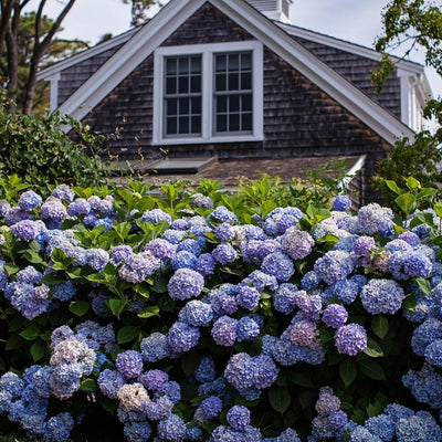 Hydrangea mac. Endless Summer®