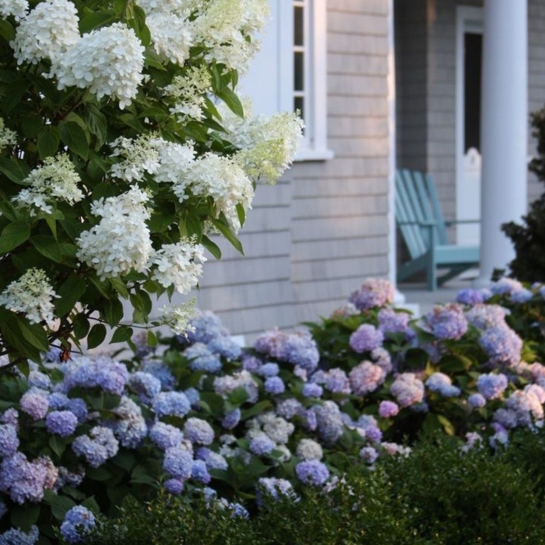 Hydrangea mac. Endless Summer®