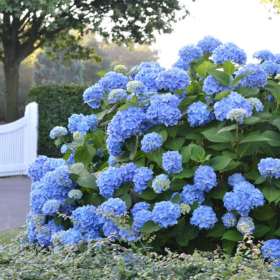 Hydrangea mac. Endless Summer®