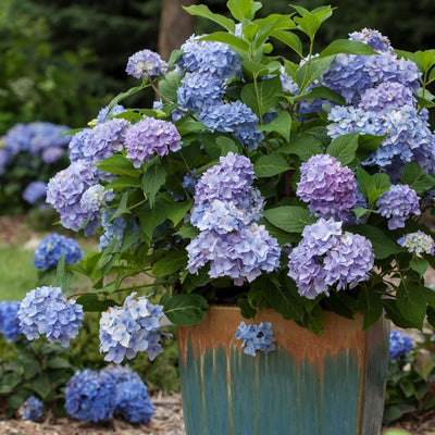 Hydrangea mac. Endless Summer®