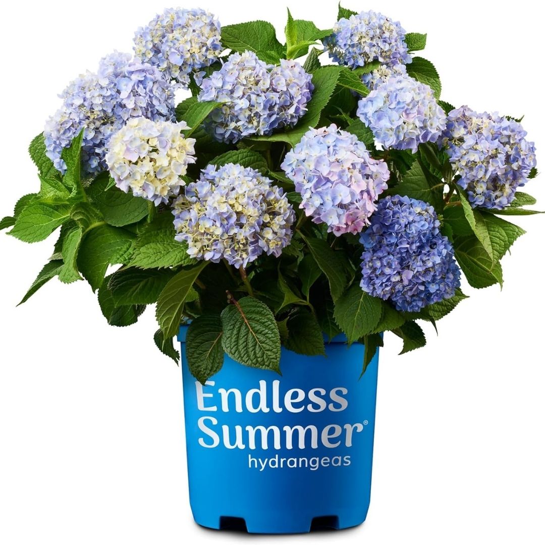 Hydrangea mac. Endless Summer®