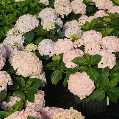 Hydrangea mac. Wee Bit Innocent® Super Impact #3C