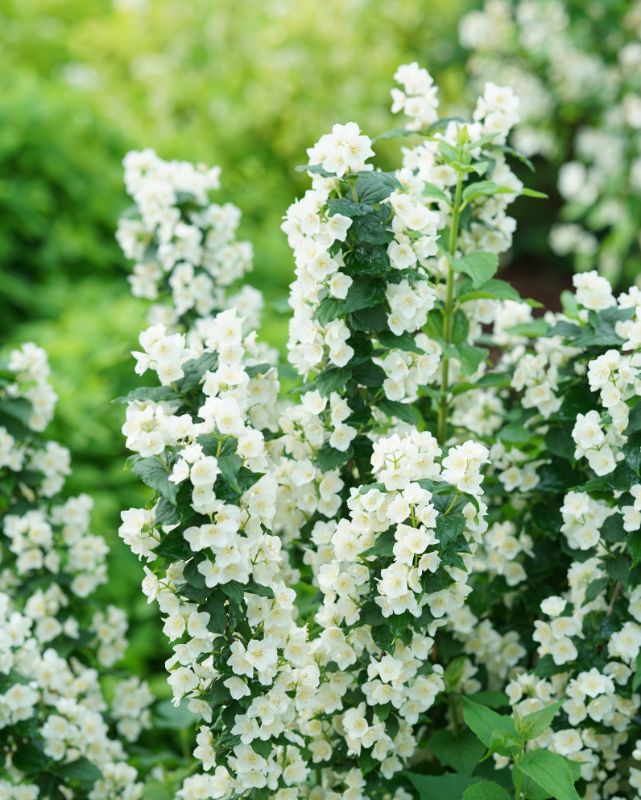 Philadelphus Illuminati Tower® (PW)