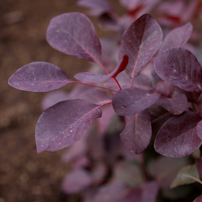 Cotinus 'Winecraft Black' (PW)