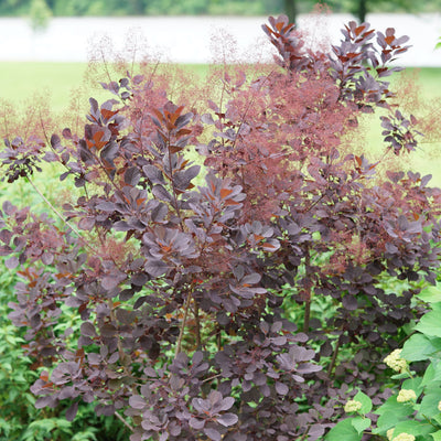 Cotinus 'Winecraft Black' (PW)