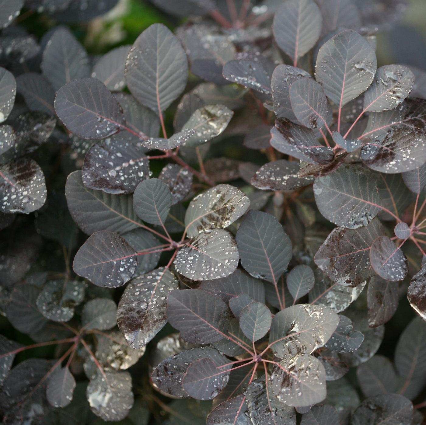 Cotinus 'Winecraft Black' (PW)