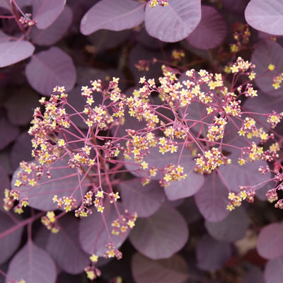 Cotinus 'Winecraft Black' (PW)