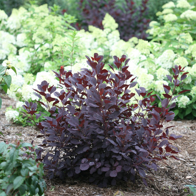 Cotinus 'Winecraft Black' (PW)