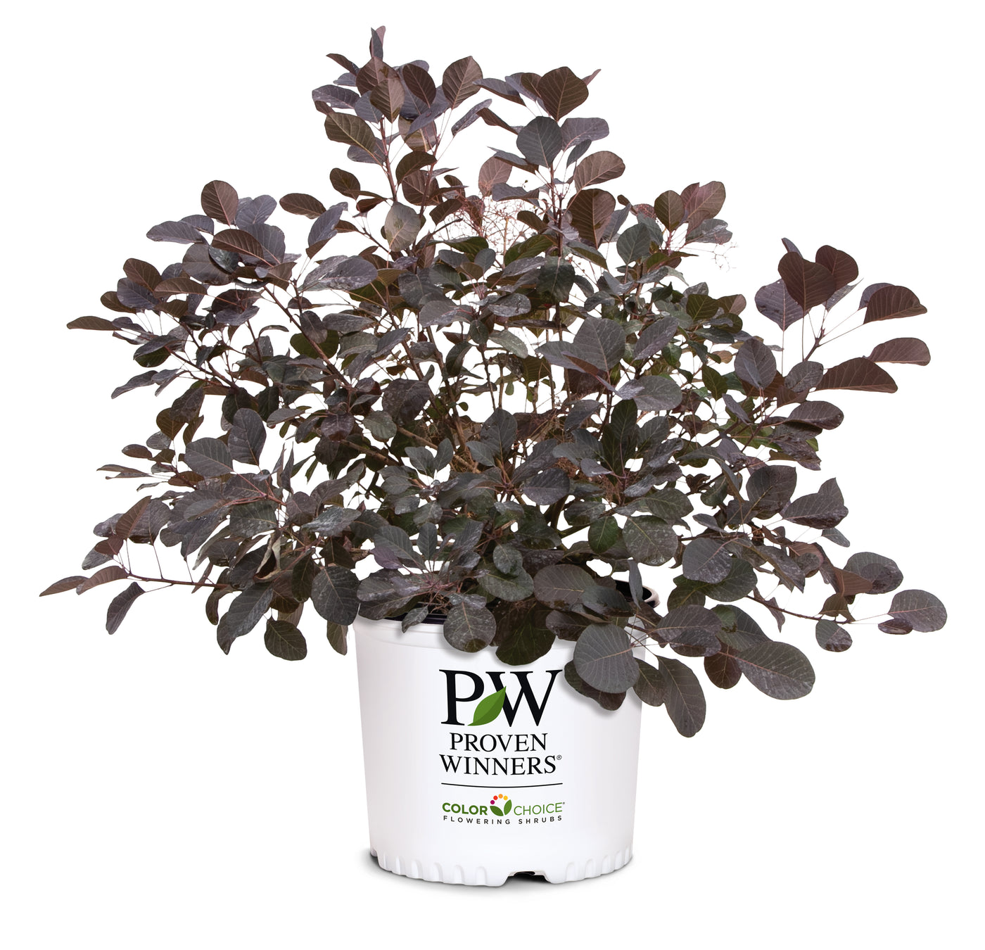 Cotinus 'Winecraft Black' (PW)