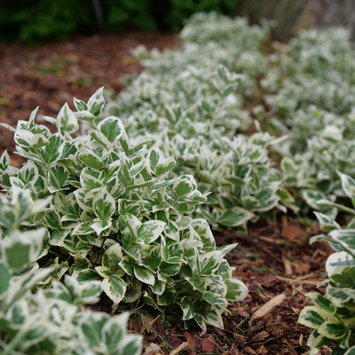 Euonymus 'White Album' (PW)