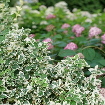 Euonymus 'White Album' (PW)