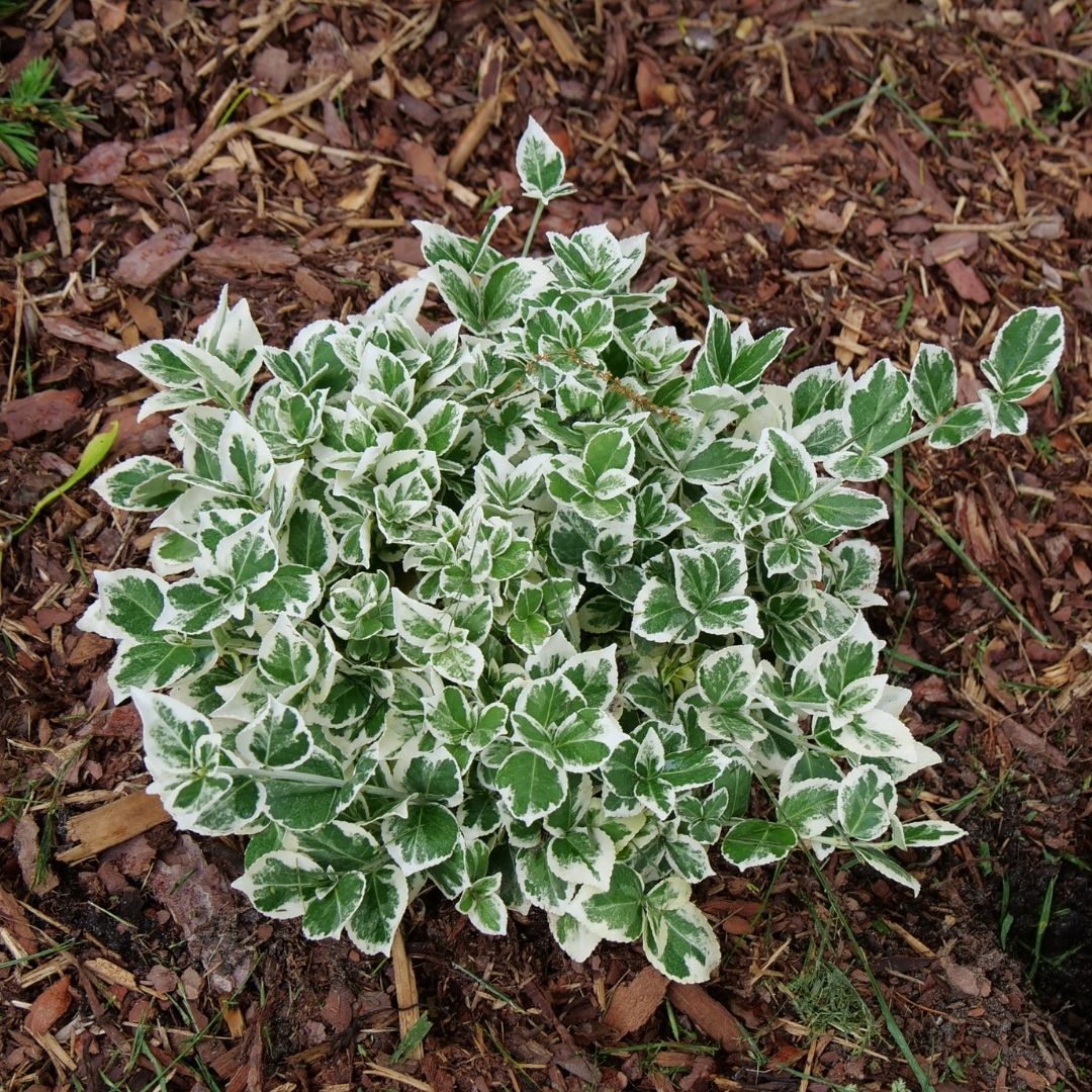 Euonymus 'White Album' (PW)